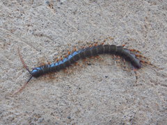 Scolopendra galapagoensis