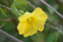 Oxalis frutescens