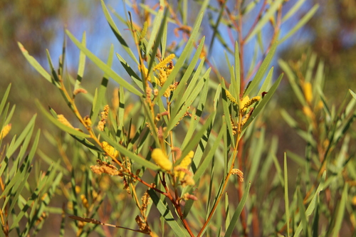 Acacia hammondii observed 2023-06-27