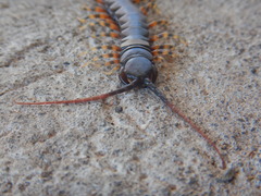 Scolopendra galapagoensis