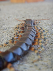 Scolopendra galapagoensis