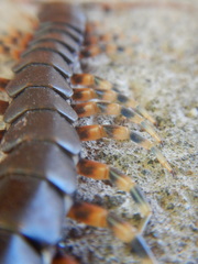 Scolopendra galapagoensis