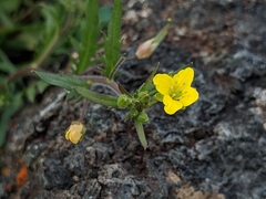 Tropidocarpum gracile