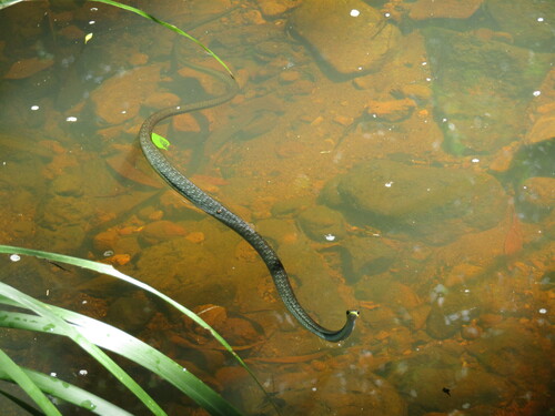 Common Tree Snake sighting