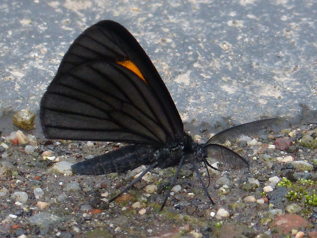 Sangalopsis