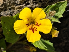 Erythranthe geniculata