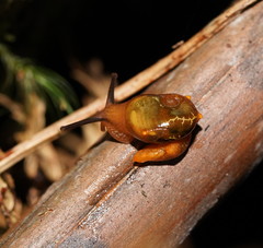 Helicarion cuvieri