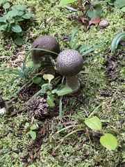 ヘビキノコモドキ
