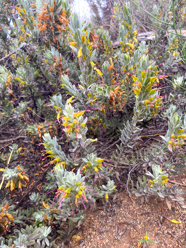 dense-felted eremophila (Eremophila subfloccosa)