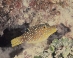 Canthigaster solandri