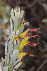 Eremophila subfloccosa, photograph (c) Ursina Gringer, some rights reserved (CC BY)