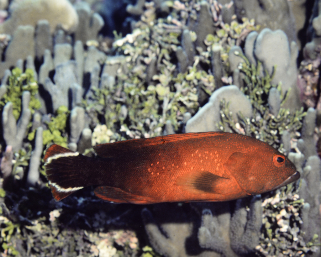 Darkfin hind