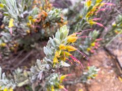 Eremophila subfloccosa, photograph (c) Ursina Gringer, some rights reserved (CC BY)