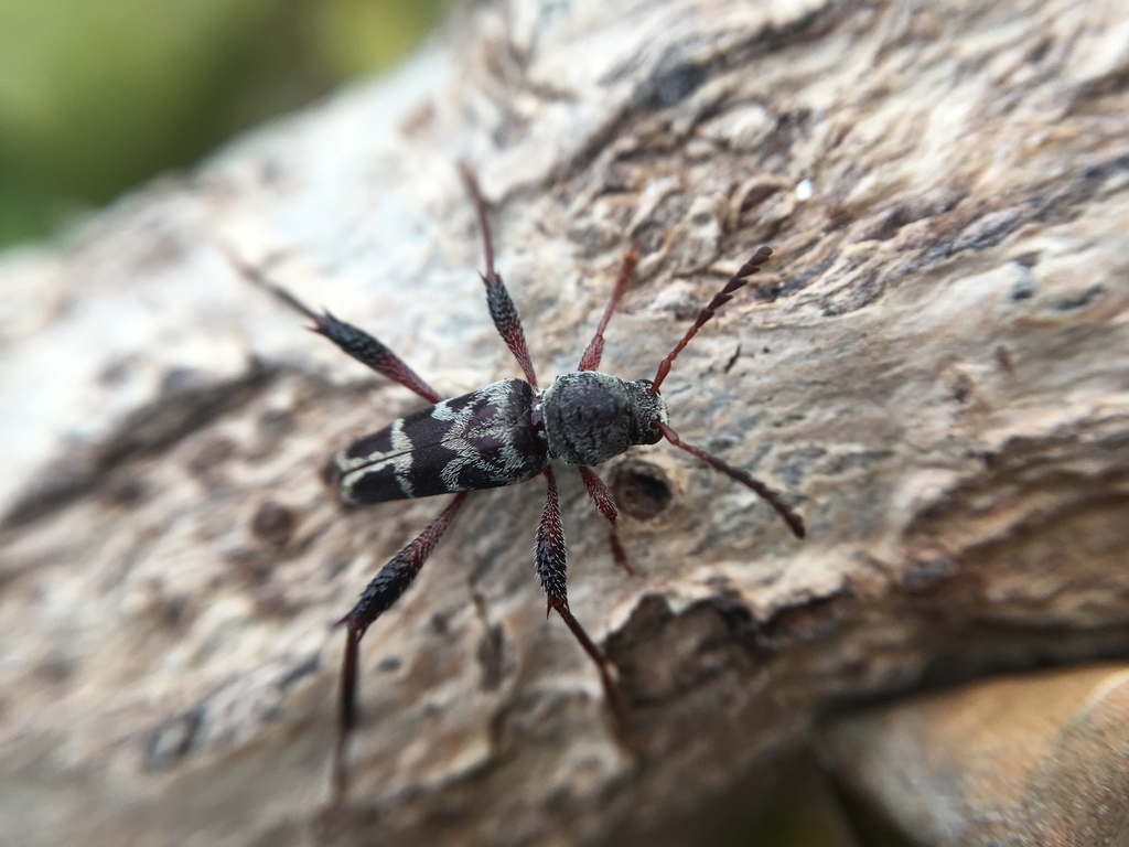 Neoclytus araneiformis