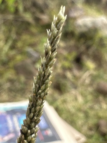 Sporobolus jacquemontii