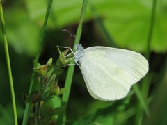 Dismorphiinae