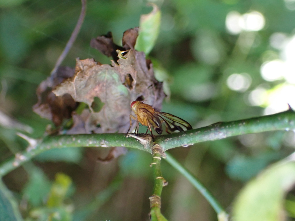 Ortalotrypeta ziae