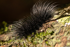 Apistosia judas