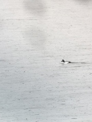 Bucephala clangula × islandica