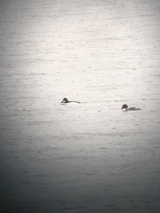 Bucephala clangula × islandica