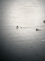 Bucephala clangula × islandica