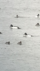 Bucephala clangula × islandica