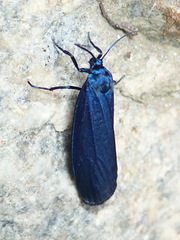 Urodidae
