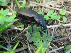 Carabus regalis