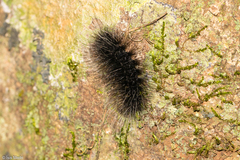 Apistosia judas