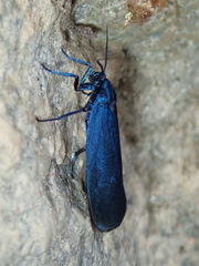 Urodidae