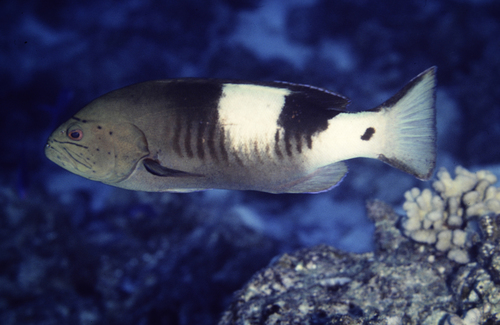 Gracila albomarginata