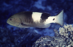Gracila albomarginata