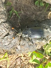 Nicrophorus nigrita