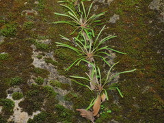 Claytonia parviflora