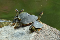 Indian Roofed Turtle photo 5