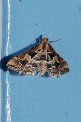 Diasemia accalis