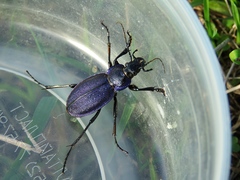 Carabus regalis