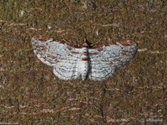 Eupithecia costalis