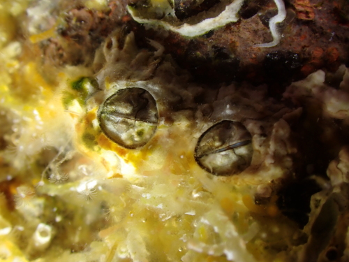 Chthamalus stellatus (Poli, 1791)