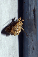 Diasemia accalis