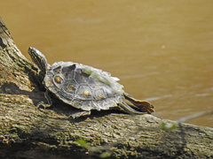 Graptemys flavimaculata