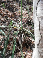 Agave vivipara
