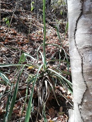 Agave vivipara