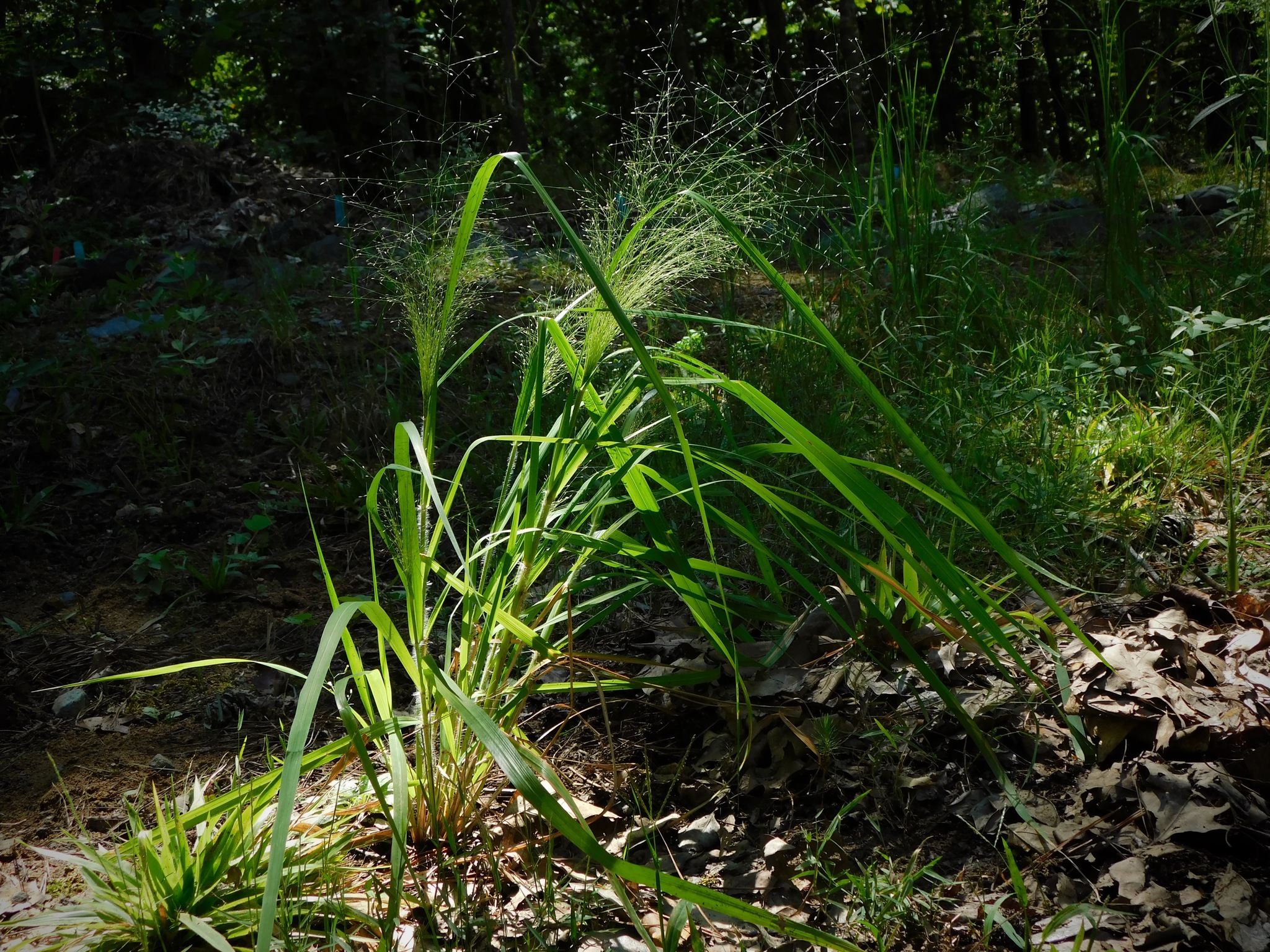 Eragrostis hirsuta