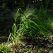Eragrostis hirsuta - Photo (c) Michael J. Papay, algunos derechos reservados (CC BY), subido por Michael J. Papay