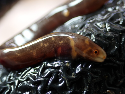 Photo of Striped Moray Eel (Echidna polyzona)