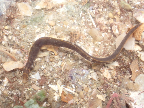 Photo of Striped Moray Eel (Echidna polyzona)
