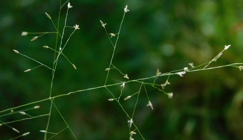 Image of Eragrostis hirsuta by (c) Michael J. Papay, some rights reserved (CC BY)