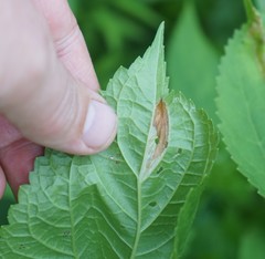 Leucospilapteryx venustella