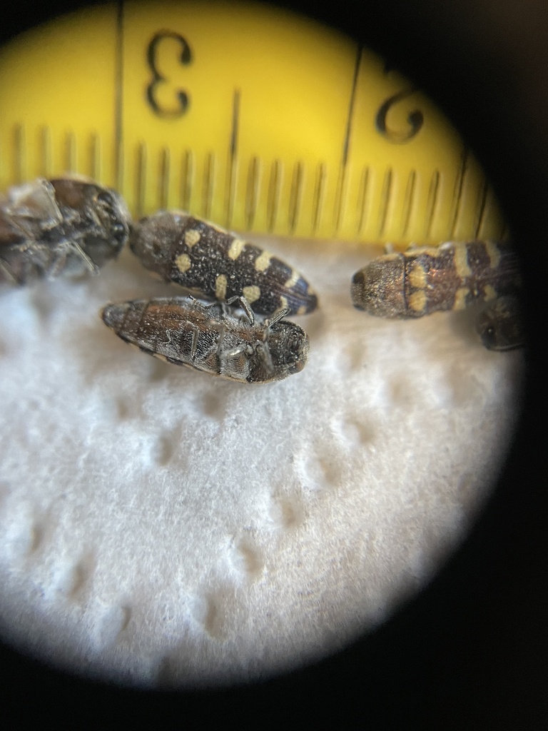 Acmaeodera alicia